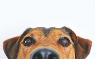 Filaria: fai prevenzione e proteggi il tuo cane!